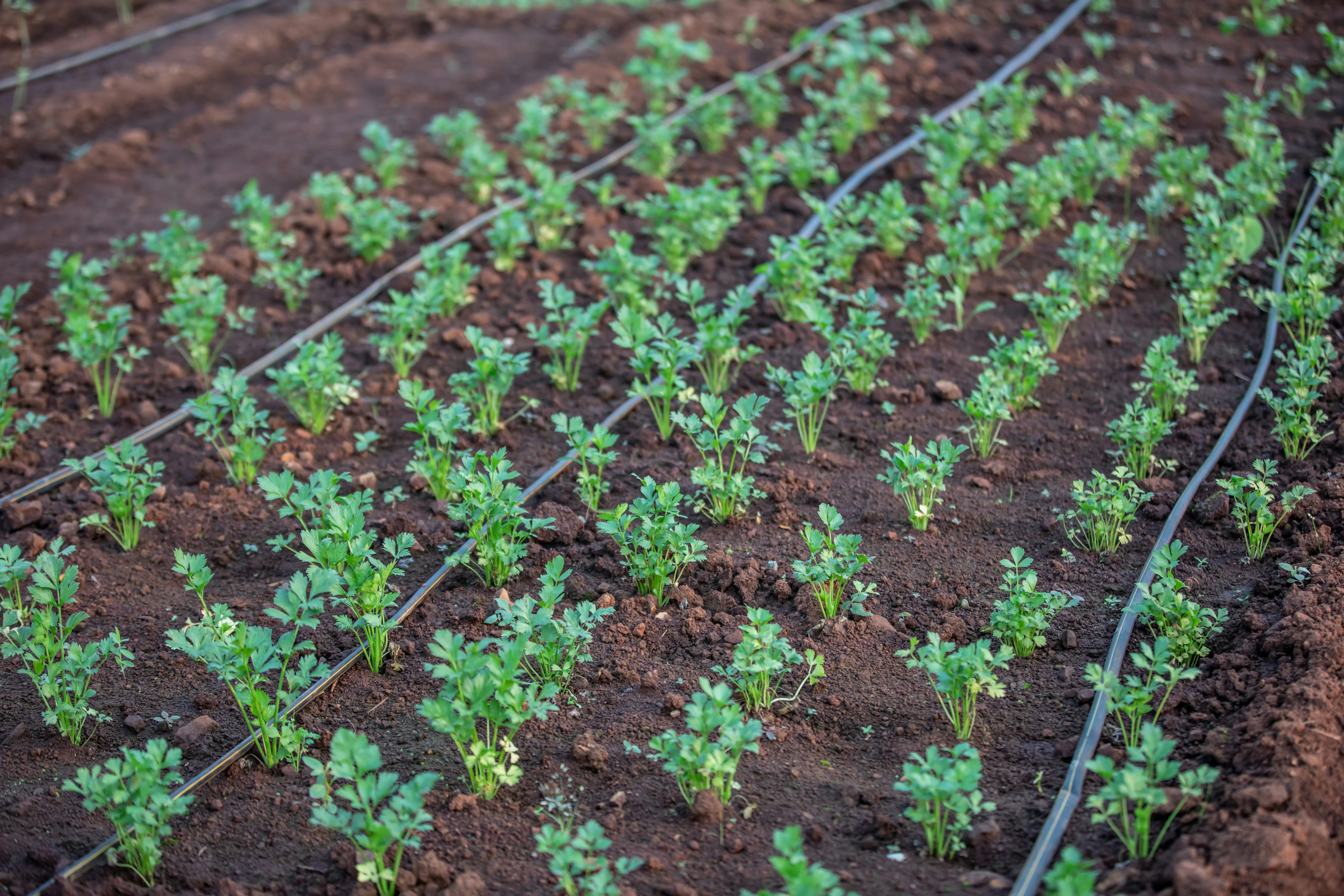 Drip Irrigation System